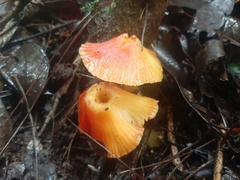 Hygrocybe occidentalis