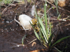 Plantago macrocarpa