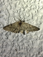 Percnia fumidaria
