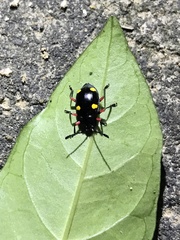 Eumorphus quadriguttatus