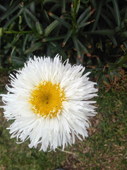 Leucanthemum × superbum