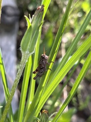 Melanoplus fasciatus