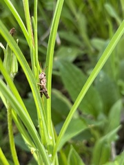 Melanoplus fasciatus