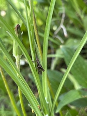 Melanoplus fasciatus
