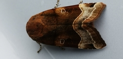 Noctua fimbriata