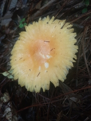 Amanita hayalyuy