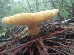 Amanita hayalyuy