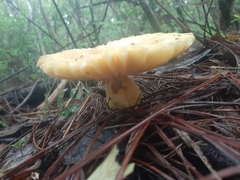Amanita hayalyuy