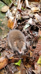 Antechinus mimetes
