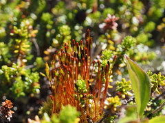 Tetraplodon mnioides