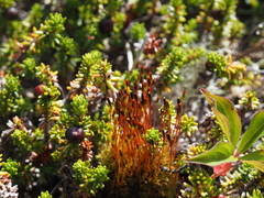 Tetraplodon mnioides