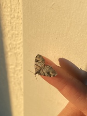 Xanthorhoe abrasaria