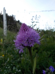 Traunsteinera globosa
