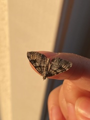 Xanthorhoe abrasaria