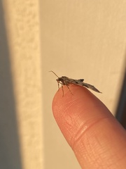 Xanthorhoe abrasaria