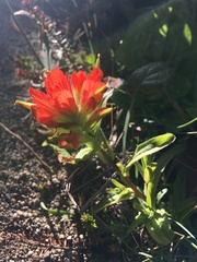 Castilleja litoralis