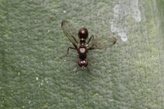 Parapalaeosepsis