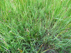 Eleocharis uniglumis