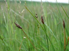 Eleocharis uniglumis
