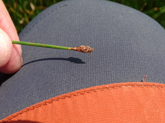 Eleocharis uniglumis