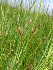 Eleocharis uniglumis