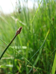 Eleocharis uniglumis