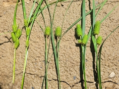 Carex typhina