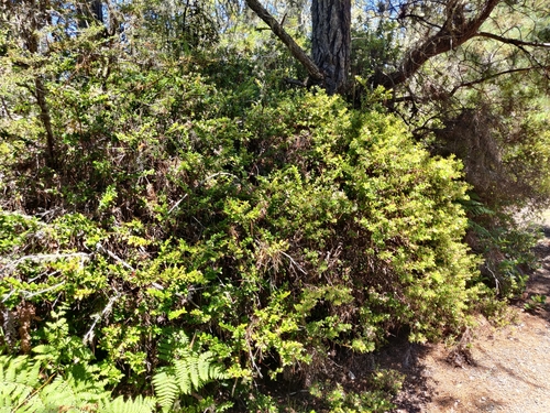 Image of Arctostaphylos nummularia by (c) Alexander Wentworth, some rights reserved (CC BY)