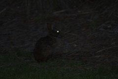 Sylvilagus palustris