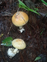 Amanita hayalyuy