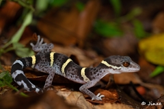 Goniurosaurus hainanensis