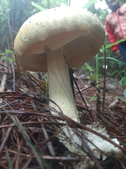 Amanita hayalyuy