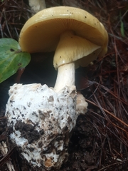 Amanita hayalyuy