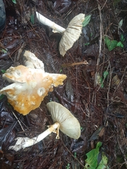 Amanita hayalyuy