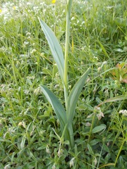 Traunsteinera globosa