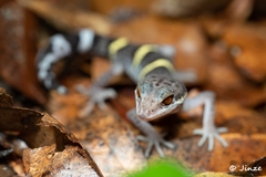 Goniurosaurus hainanensis