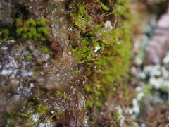 Takakia