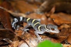 Goniurosaurus hainanensis