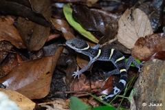 Goniurosaurus hainanensis
