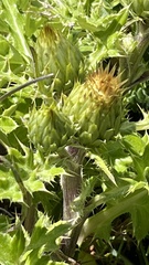 Cirsium quercetorum