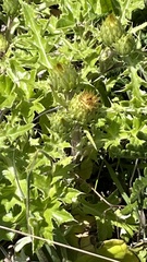 Cirsium quercetorum