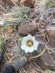 Calochortus howellii