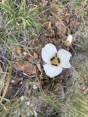 Calochortus howellii