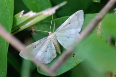 Idaea politaria