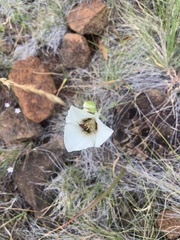 Calochortus howellii