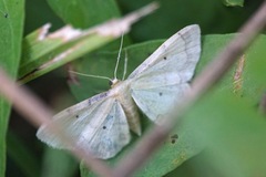 Idaea politaria
