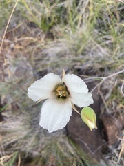 Calochortus howellii