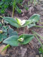 Colchicum eucomoides
