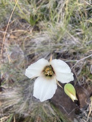 Calochortus howellii