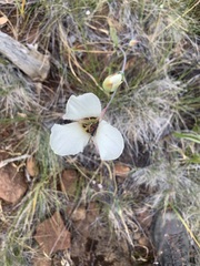 Calochortus howellii